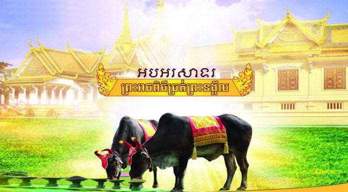 ដំណាំស្រូវ ពោត សណ្ដែកឆ្នាំនេះ នឹងទទួលបានផលល្អប្រសើរ តាមរយៈការផ្សងប្រផ្នូល របស់គោឧសភរាជ ក្នុងព្រះរាជពិធីច្រត់ព្រះនង្គ័លនៅខេត្តតាកែវ