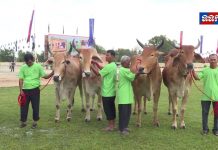 សម្តេចចៅហ្វាវាំង គង់ សំអុល អញ្ជើញជាអធិបតីក្នុងពិធីក្រុងពលីត្រៀមរៀបចំ ប្រារព្ធពិធីបុណ្យច្រត់ព្រះនង្គ័ល នៅខេត្តតាកែវ