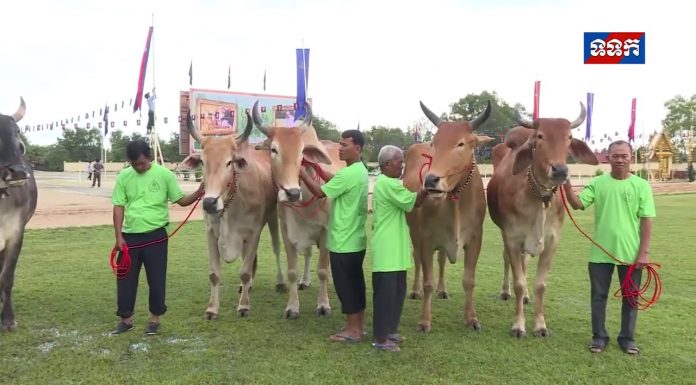 សម្តេចចៅហ្វាវាំង គង់ សំអុល អញ្ជើញជាអធិបតីក្នុងពិធីក្រុងពលីត្រៀមរៀបចំ ប្រារព្ធពិធីបុណ្យច្រត់ព្រះនង្គ័ល នៅខេត្តតាកែវ