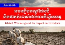 វិចារណកថា៖ ការឡើងកម្ដៅផែនដី និងផលប៉ះពាល់ដល់ការចិញ្ចឹមសត្វ