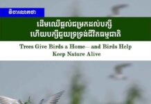 វិចារណកថា ៖ ដើមឈើផ្តល់ជម្រកដល់បក្សី ហើយបក្សីជួយទ្រទ្រង់ជីវិតធម្មជាតិ