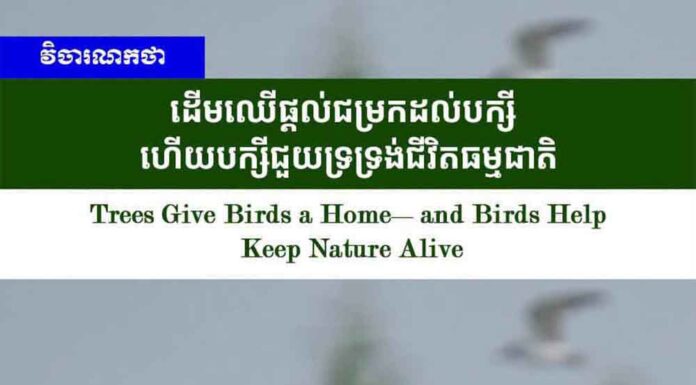 វិចារណកថា ៖ ដើមឈើផ្តល់ជម្រកដល់បក្សី ហើយបក្សីជួយទ្រទ្រង់ជីវិតធម្មជាតិ
