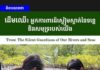 វិចារណកថា! ដើមឈើ៖ អ្នកការពារដ៏ស្ងៀមស្ងាត់នៃទន្លេ និងសមុទ្ររបស់យើង
