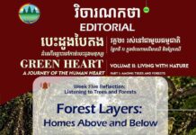 វិចារណកថា ៣៤ – ស្រទាប់ព្រៃឈើ៖ ជម្រករស់នៅផ្នែកខាងលើ និងខាងក្រោម