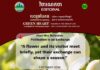 វិចារណកថា ៦៥ – ការលម្អងផ្កា គឺជាការផ្លាស់ប្តូរ